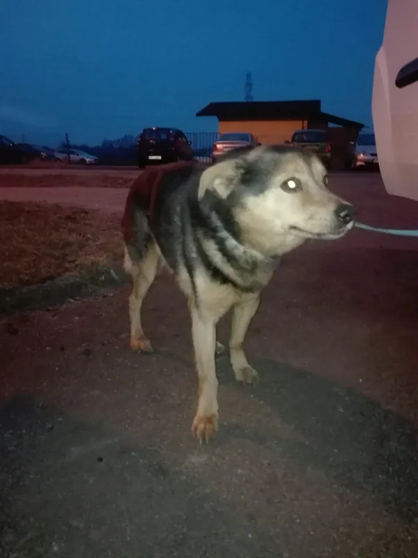Znaleziono psa, Piekary Śląskie, 26 marca 2018