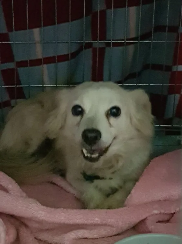Znaleziono psa, Piekary Śląskie, 2 stycznia 2019