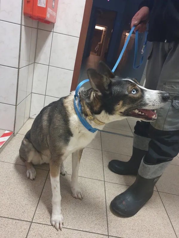 Znaleziono psa, Piekary Śląskie, 3 października 2022