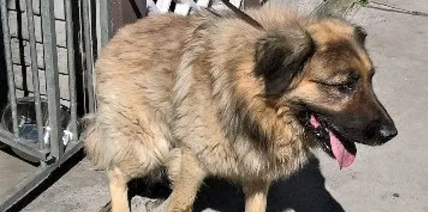 Znaleziono psa, Piekary Śląskie, 26 czerwca 2017