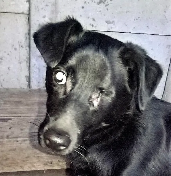 Znaleziono psa, Piekary Śląskie, 11 września 2017