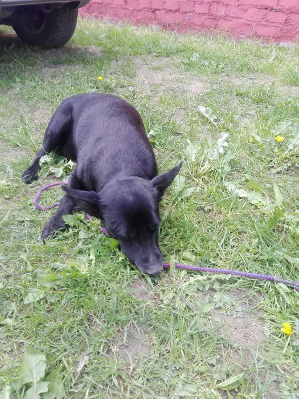 Znaleziono psa, Piekary Śląskie, 8 maja 2018