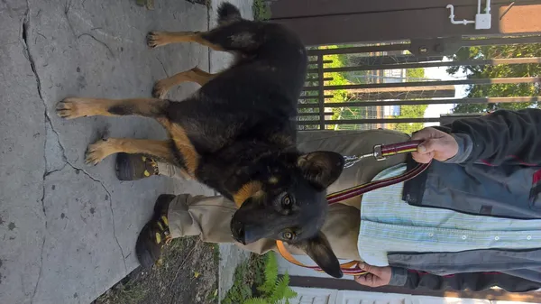 Znaleziono psa, Piekary Śląskie, 19 września 2017