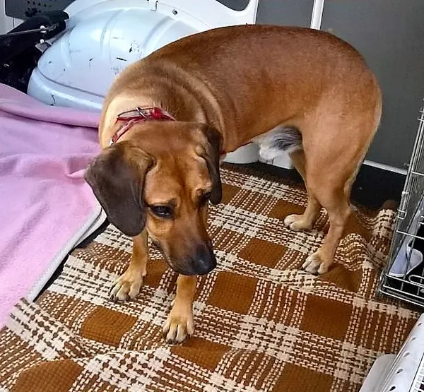Znaleziono psa, Piekary Śląskie, 26 lipca 2017