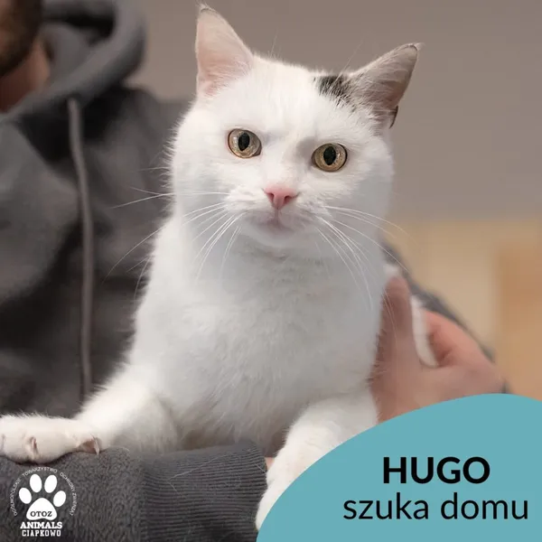 Kot do adopcji, Gdynia, 2 kwietnia 2023