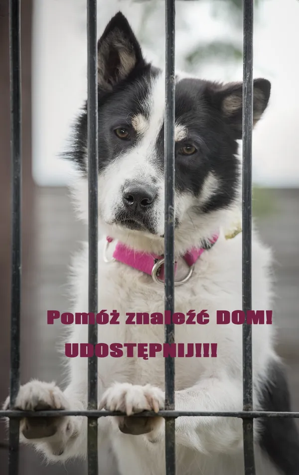 Pies do adopcji, Korabiewice, 4 czerwca 2023 (2/5)