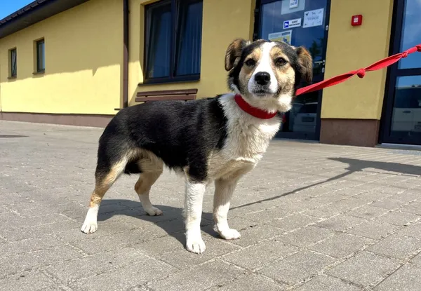 Znaleziono psa, Puławy, 4 czerwca 2023