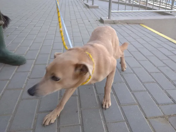 Znaleziono psa, Bydgoszcz, 3 czerwca 2023