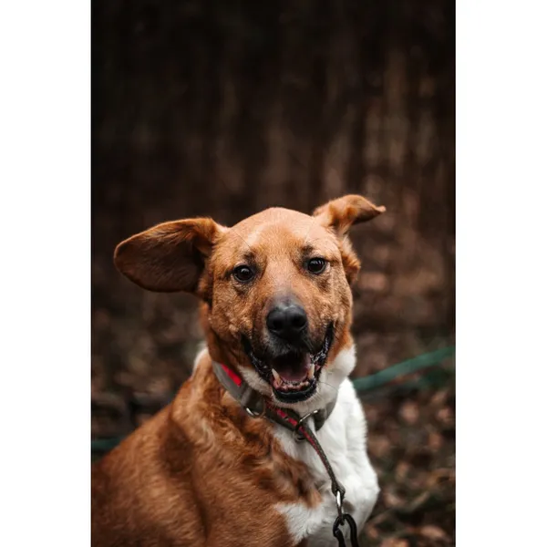 Znaleziono psa, Białystok, 18 maja 2023 (2/5)