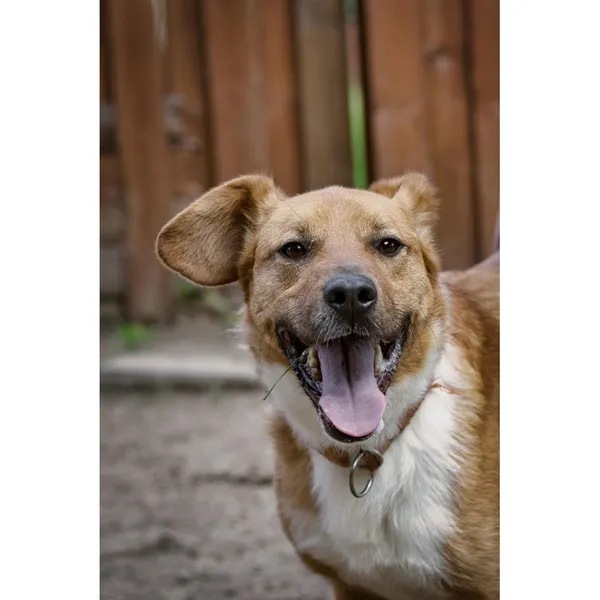 Znaleziono psa, Białystok, 18 maja 2023 (4/5)