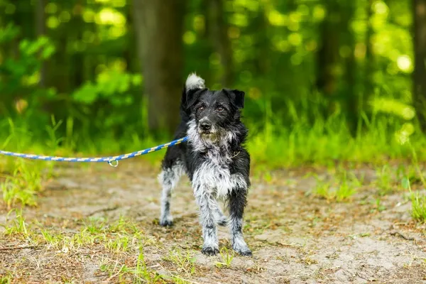 Pies do adopcji, Elbląg, 1 czerwca 2023 (4/4)