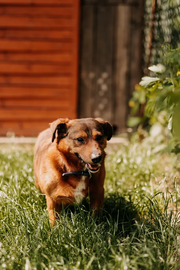 Pies do adopcji, Czartki, 7 czerwca 2023 (3/5)