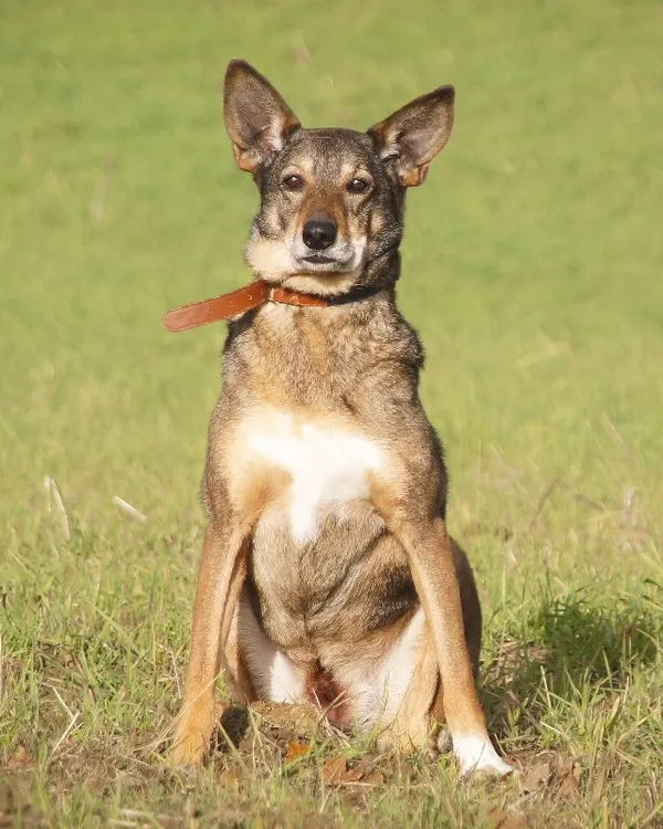 Pies do adopcji, Młodolino, 7 czerwca 2023