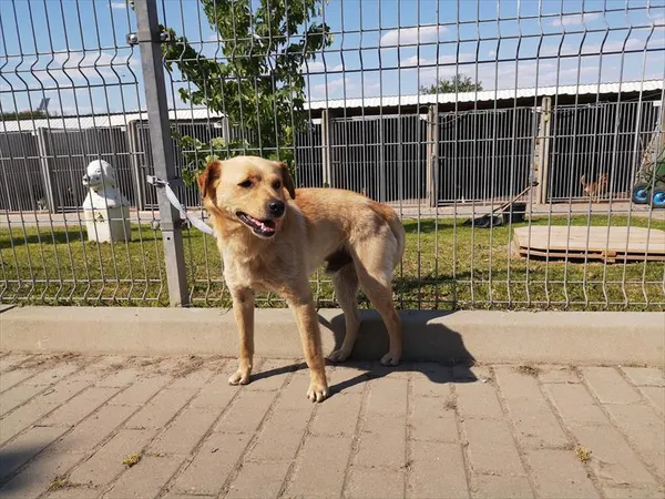 Pies do adopcji, Choszczno, 5 czerwca 2023