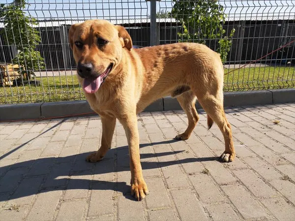 Pies do adopcji, Choszczno, 5 czerwca 2023