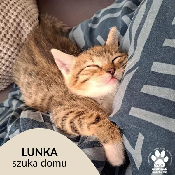Kot do adopcji, Gdynia, 10 czerwca 2023