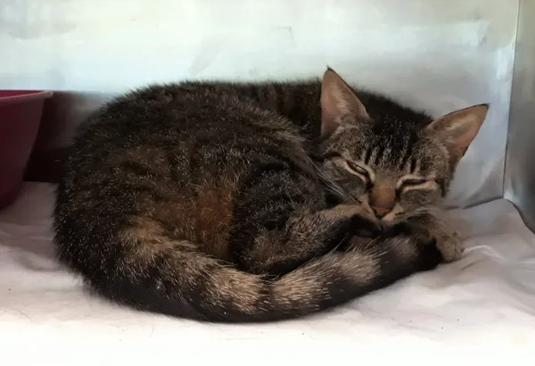Kot do adopcji, Włocławek, 11 czerwca 2023