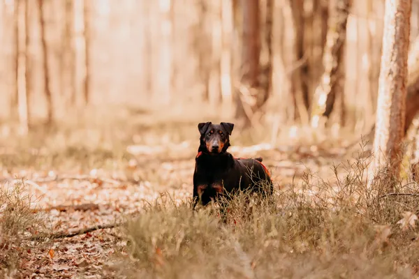 Pies do adopcji, Czartki, 13 czerwca 2023 (2/5)