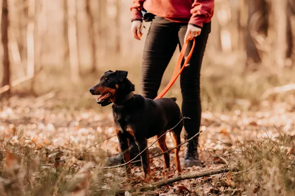 Pies do adopcji, Czartki, 13 czerwca 2023 (4/5)