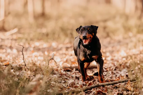 Pies do adopcji, Czartki, 13 czerwca 2023 (5/5)