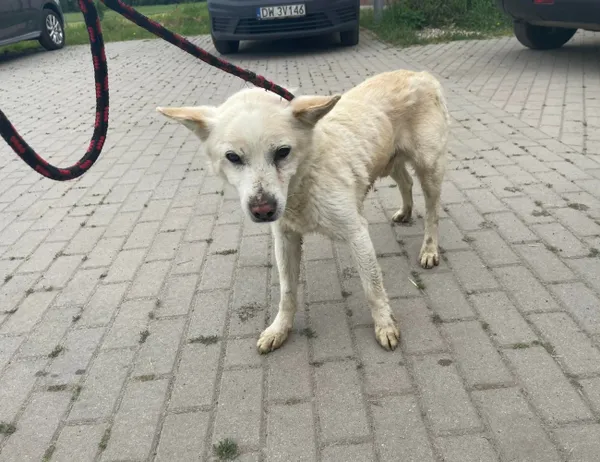 Znaleziono psa, Świdnica, 13 czerwca 2023