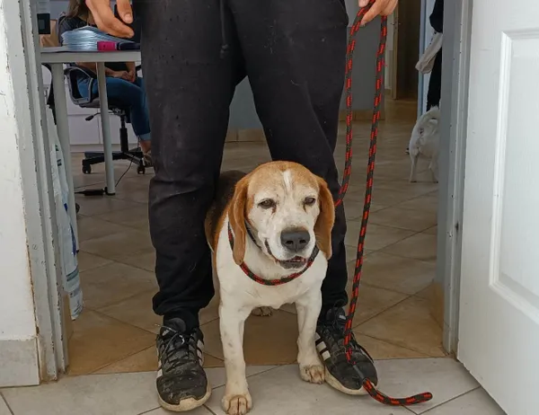 Znaleziono psa, Świdnica, 14 czerwca 2023