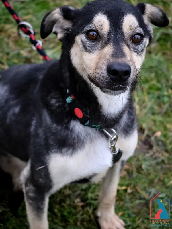 Pies do adopcji, Grudziądz, 29 maja 2023 (1/5)