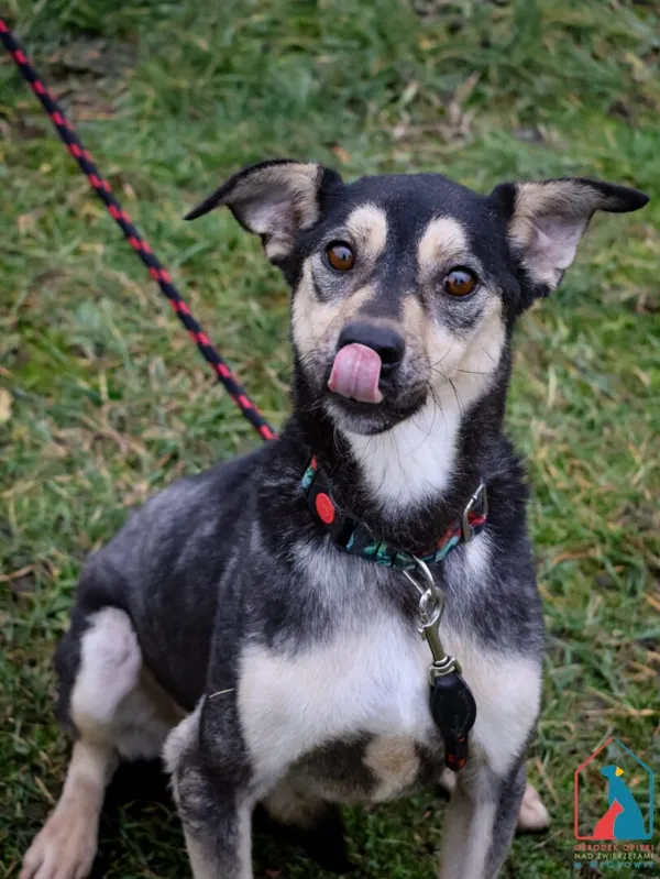 Pies do adopcji, Grudziądz, 29 maja 2023 (2/5)