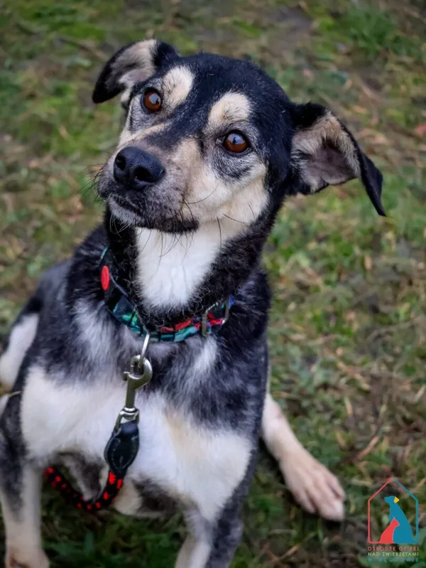 Pies do adopcji, Grudziądz, 29 maja 2023 (5/5)