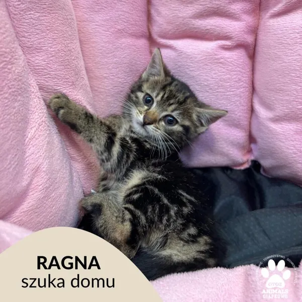 Kot do adopcji, Gdynia, 17 czerwca 2023
