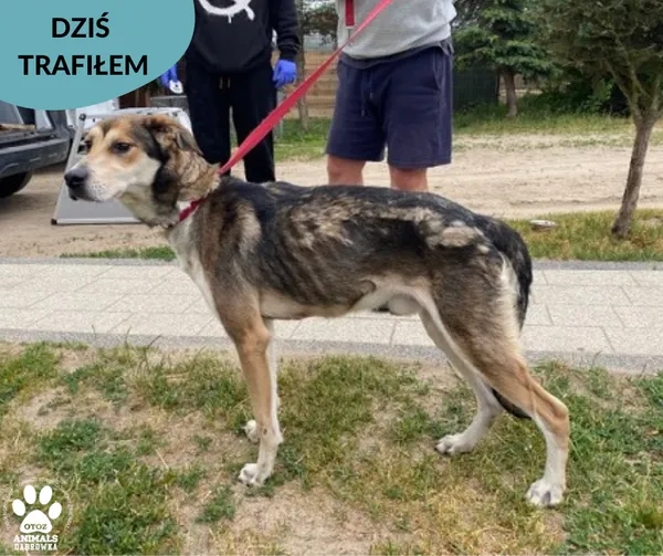 Znaleziono psa, Dąbrówka, 17 czerwca 2023