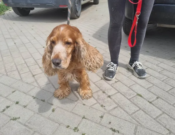 Znaleziono psa, Świdnica, 19 czerwca 2023