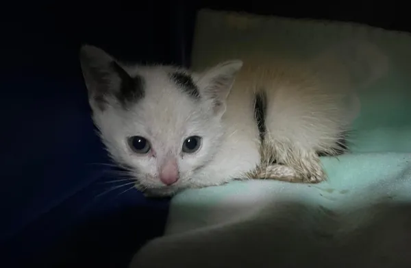 Kot do adopcji, Włocławek, 19 czerwca 2023
