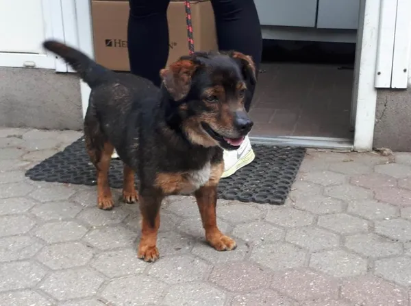 Znaleziono psa, Toruń, 17 czerwca 2023