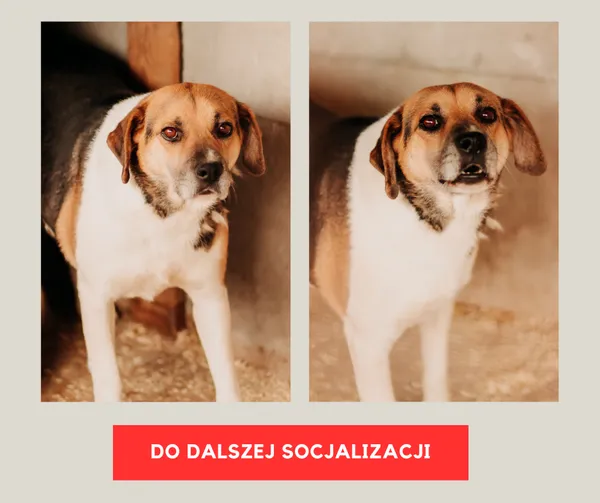 Pies do adopcji, Czartki, 21 czerwca 2023