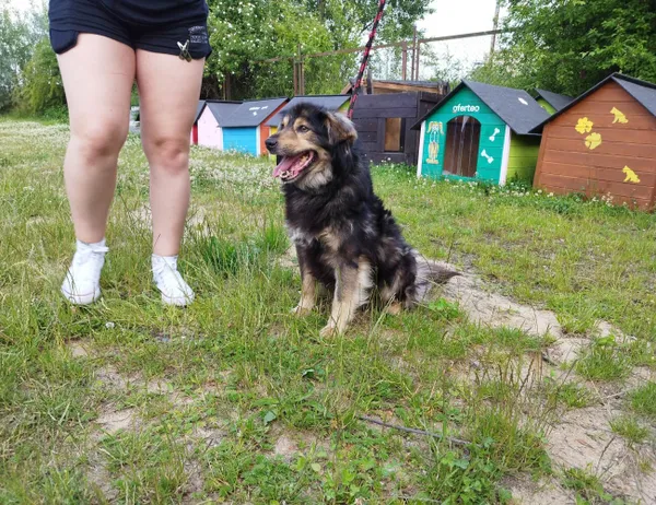 Znaleziono psa, Świdnica, 20 czerwca 2023