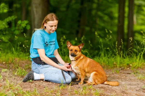 Pies do adopcji, Elbląg, 16 czerwca 2023 (3/5)