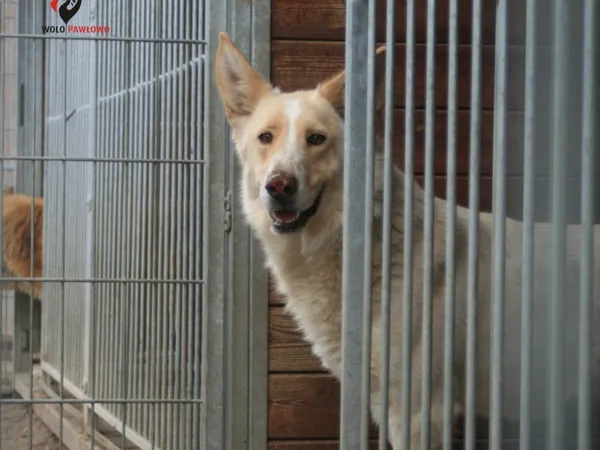 Pies do adopcji, Pniewo-Czeruchy, 22 czerwca 2023