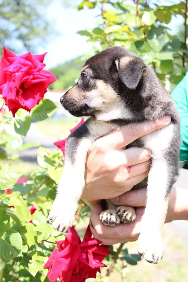 Pies do adopcji, Jelenia Góra, 17 czerwca 2023 (2/3)