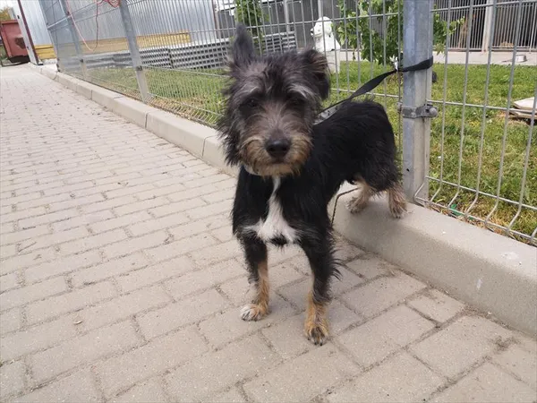 Pies do adopcji, Choszczno, 14 czerwca 2023