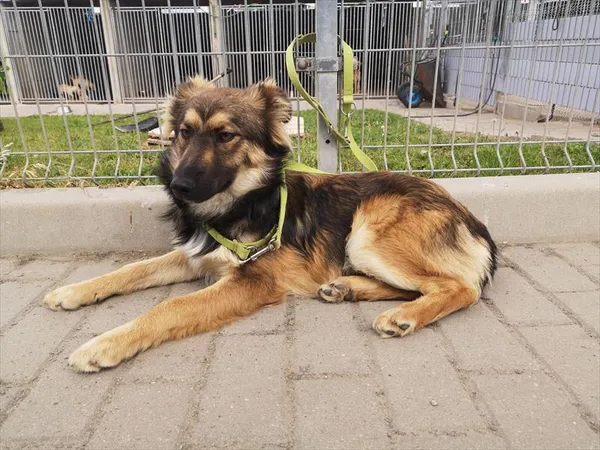 Pies do adopcji, Choszczno, 12 czerwca 2023