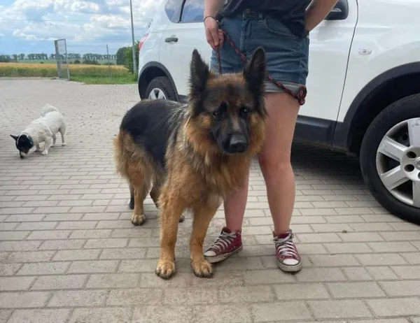 Znaleziono psa, Świdnica, 23 czerwca 2023