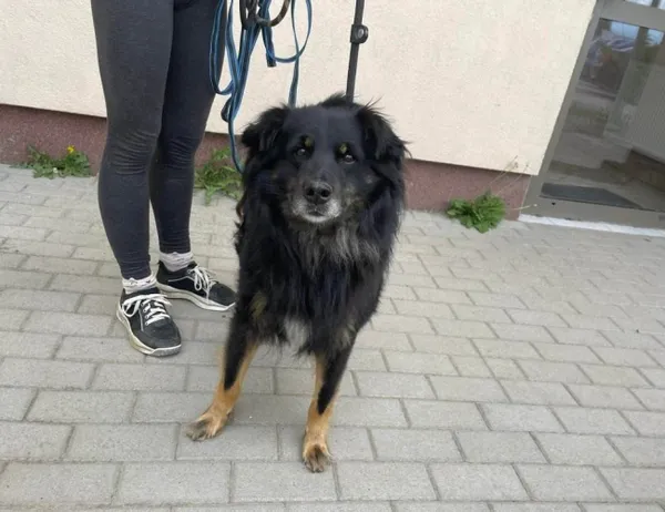 Znaleziono psa, Świdnica, 23 czerwca 2023