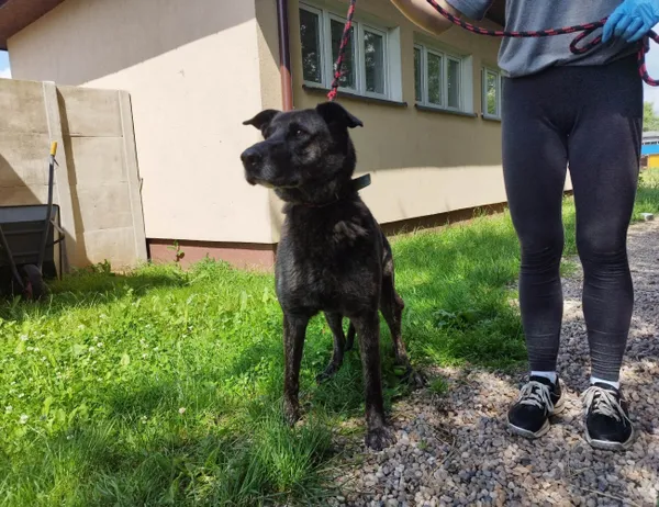 Znaleziono psa, Świdnica, 24 czerwca 2023