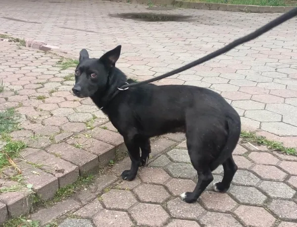 Znaleziono psa, Toruń, 23 czerwca 2023