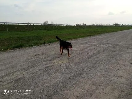 Zaginął pies, Wola Dalsza, 26 czerwca 2023 (4/6)