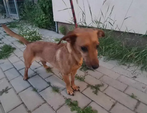 Znaleziono psa, Świdnica, 26 czerwca 2023