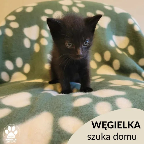 Kot do adopcji, Gdynia, 27 czerwca 2023