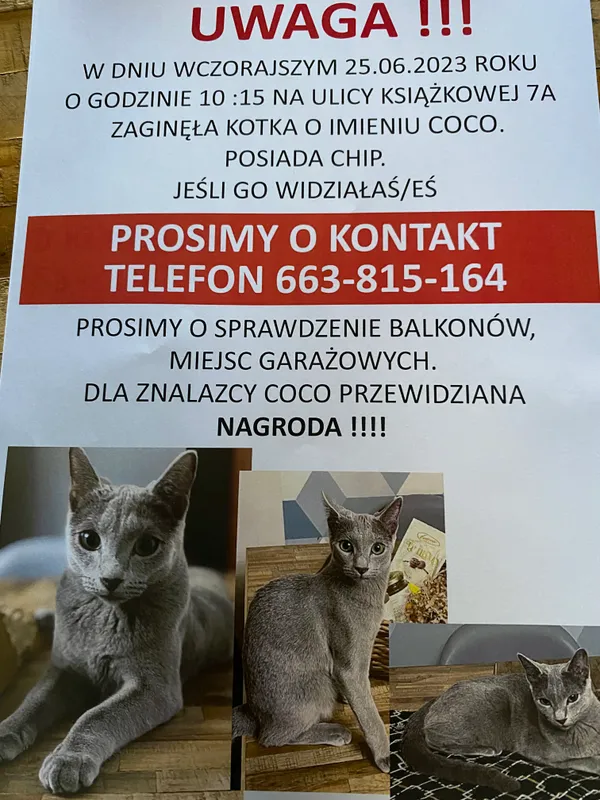 Zaginął kot, Warszawa, Saska Kępa, 28 czerwca 2023 (1/2)