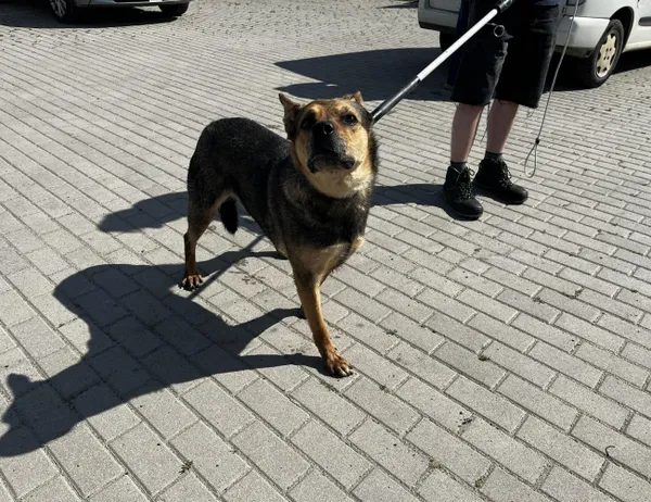 Znaleziono psa, Świdnica, 28 czerwca 2023
